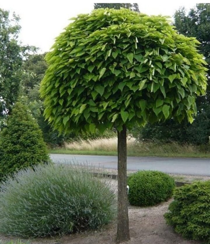 Aranylevelű szivarfa (Catalpa bignonioides 'Aurea Nana')