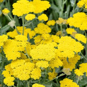 Aranysárga cickafark (Achillea filipendulina 'Cloth of Gold')