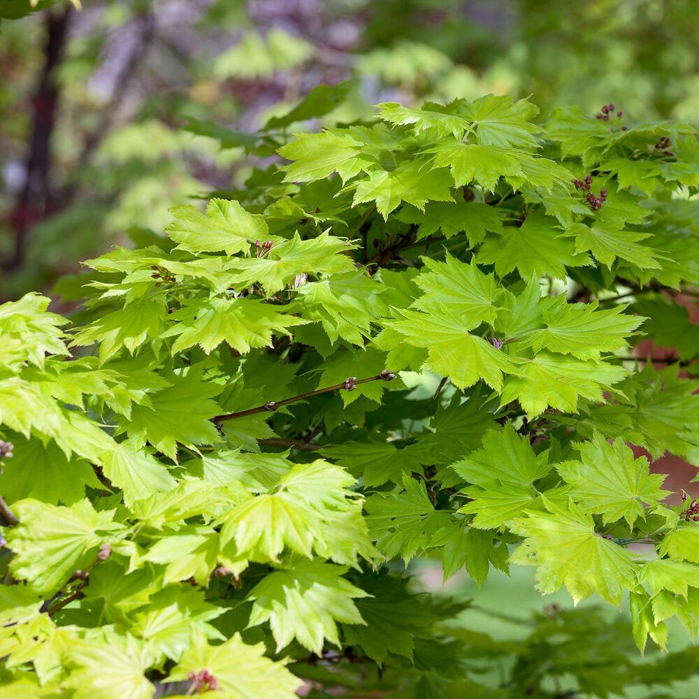 Aranysárga japán juhar (Acer shirasawanum 'Aureum')