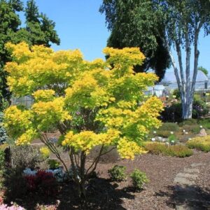 Aranysárga japán juhar (Acer shirasawanum 'Aureum')