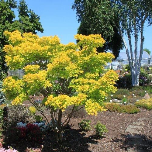 Aranysárga japán juhar (Acer shirasawanum 'Aureum')