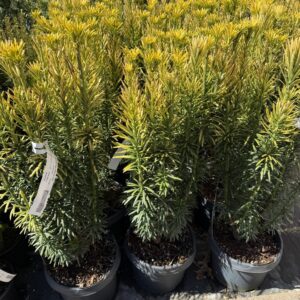 Aranysárga japán szilvafenyő (Cephalotaxus harringtonia 'Korean Gold')