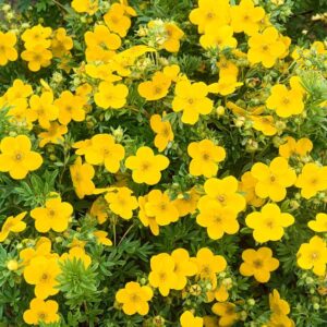 Aranysárga virágú cserjés pimpó (Potentilla fruticosa 'Goldfinger')