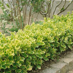 Aranyszélű japán kecskerágó (Euonymus japonicus 'Aureomarginatus')