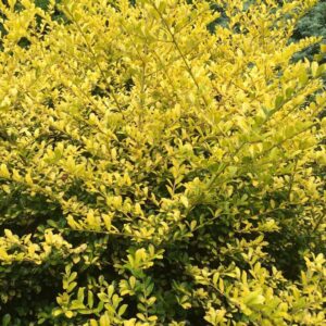 Aranyszínű japán magyal (Ilex crenata 'Golden Gem')