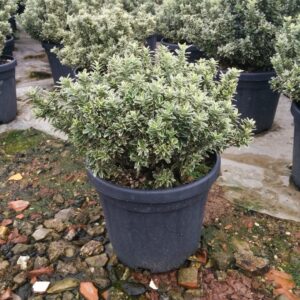 Aranytarka törpe japán kecskerágó (Euonymus pulchellus 'Aureovariegatus')