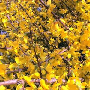 Aranyvessző (Forsythia intermedia 'Lynwood Gold')