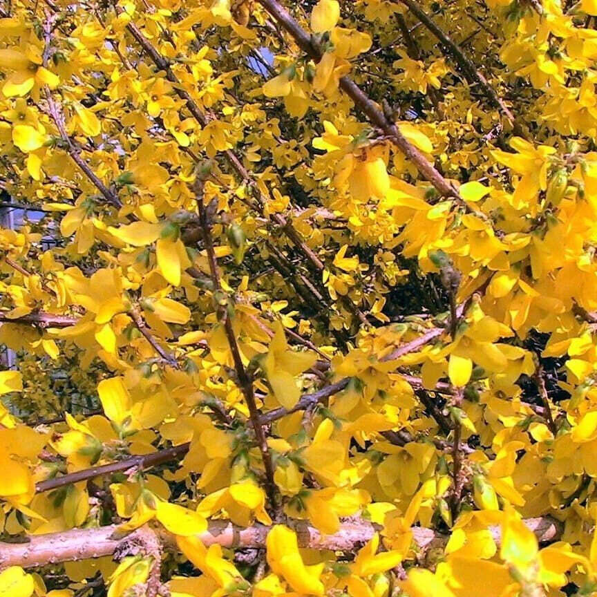 Aranyvessző (Forsythia intermedia 'Lynwood Gold')