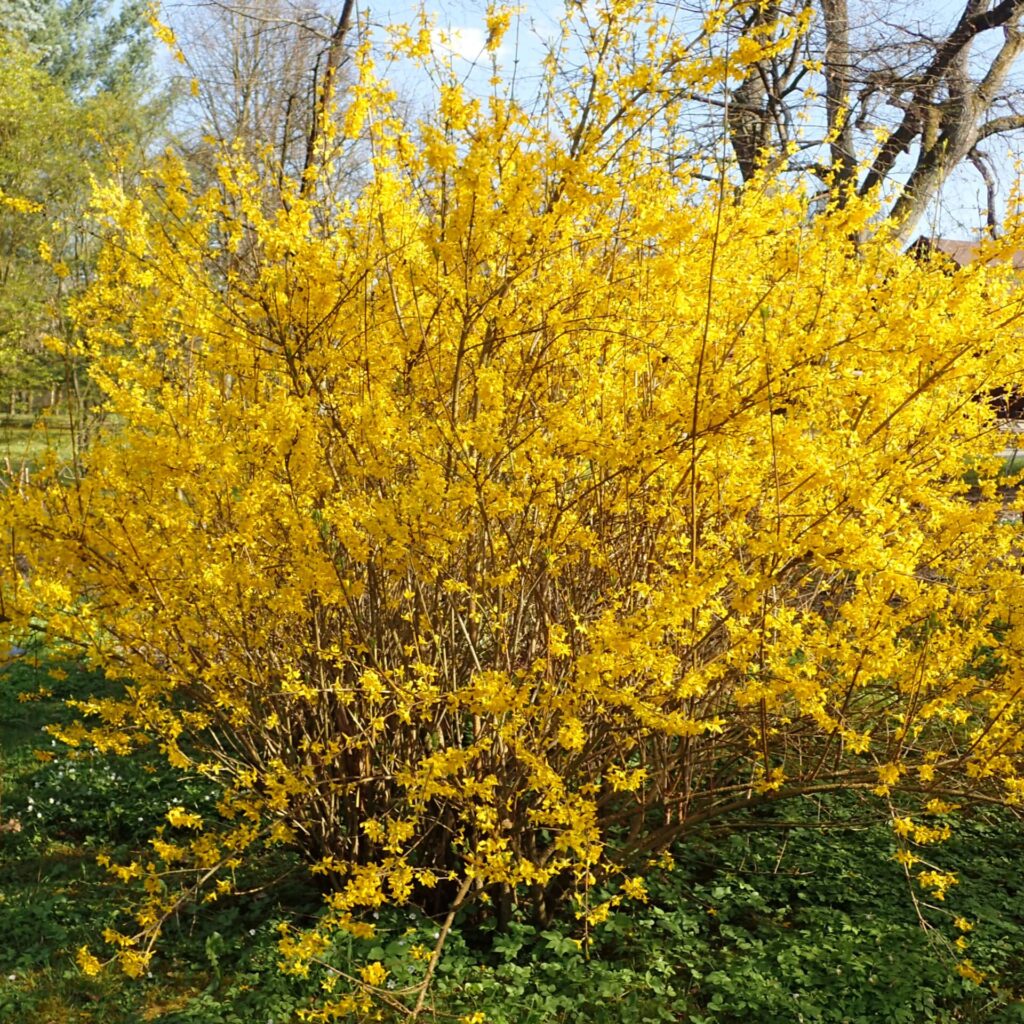 Aranyvessző (Forsythia intermedia 'Lynwood Gold')