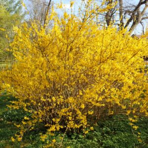 Aranyvessző (Forsythia intermedia 'Lynwood Gold')