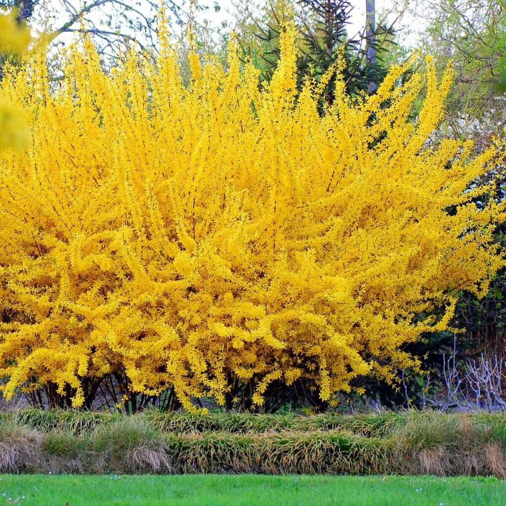 Aranyvessző (Forsythia intermedia 'Weekend')