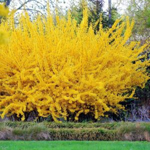 Aranyvessző (Forsythia intermedia 'Weekend')
