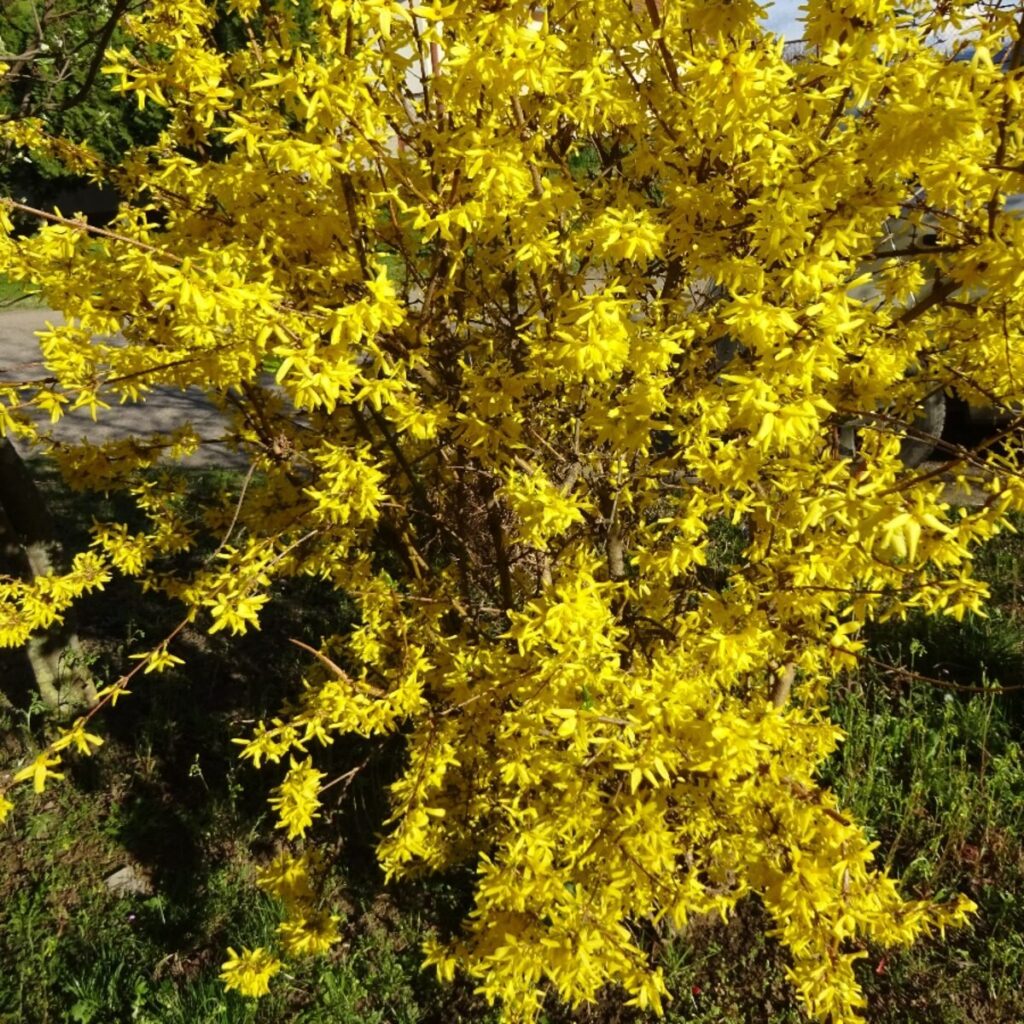 Aranyvessző (Forsythia 'Weber's Favorit')