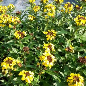Aranyvirág (Erysimum hybridum)