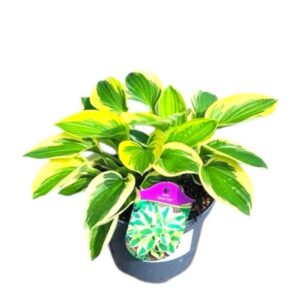 Árnyékliliom (Hosta 'Blue Cadet')