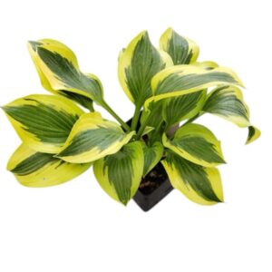 Árnyékliliom (Hosta 'Queen Josephine')