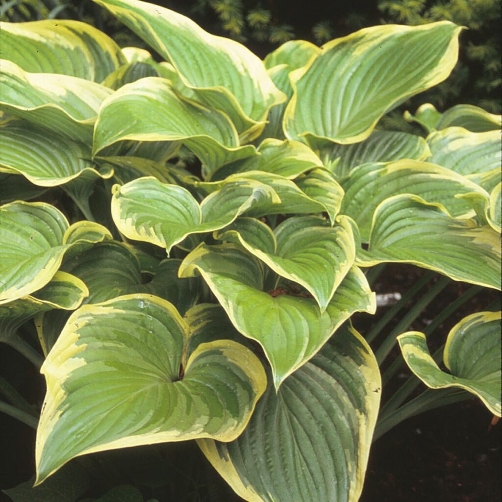 Árnyékliliom (Hosta sp.)