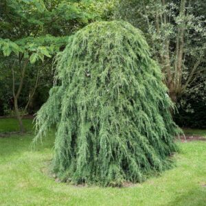 Atlasz cédrus (Cedrus atlantica)