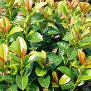 Babérmeggy (Prunus laurocerasus 'Ani')