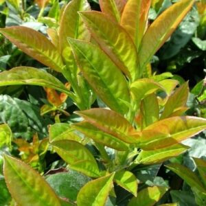 Babérmeggy (Prunus laurocerasus 'Baumgartner')