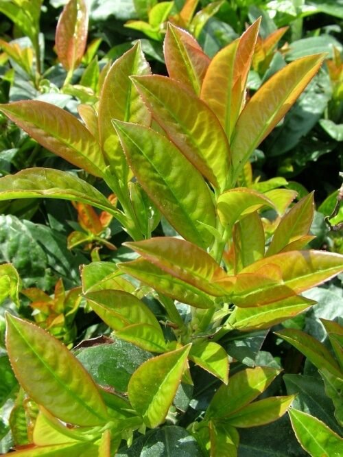 Babérmeggy (Prunus laurocerasus 'Baumgartner')