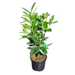 Babérmeggy (Prunus laurocerasus 'Elly')