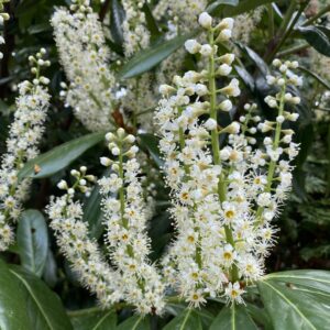 Babérmeggy (Prunus laurocerasus 'Elly')