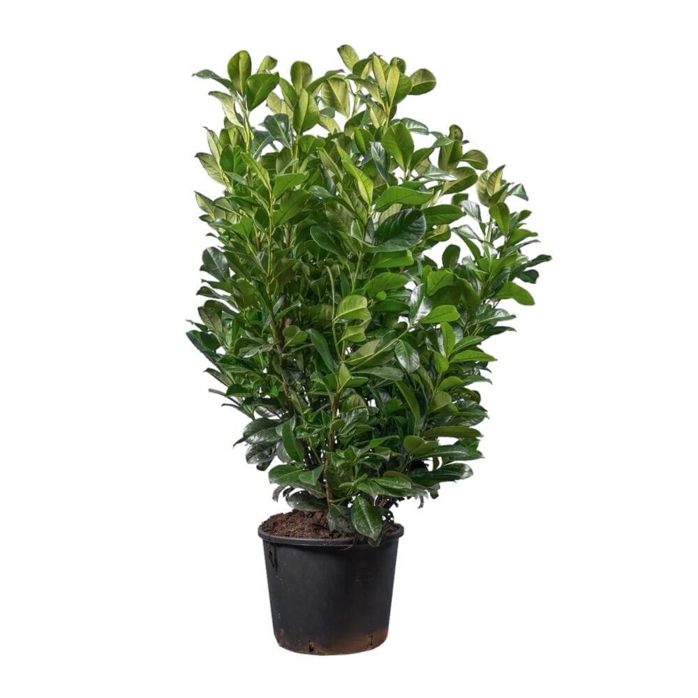 Babérmeggy (Prunus laurocerasus 'Etna')