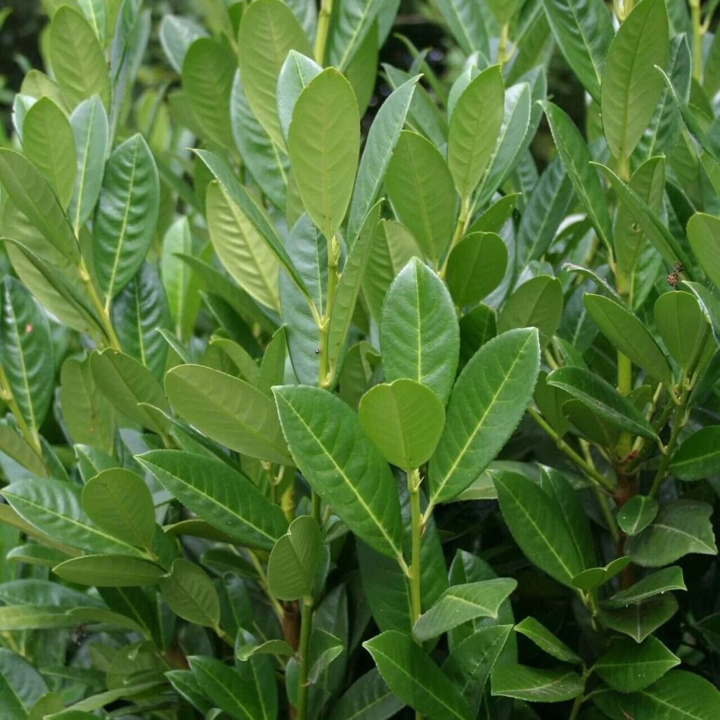 Babérmeggy (Prunus laurocerasus 'Fontanette')