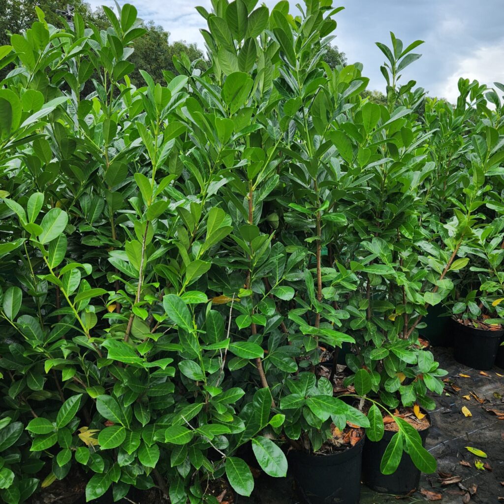 Babérmeggy (Prunus laurocerasus 'Rotundifolia')