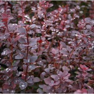 Barna levelű borbolya (Berberis thunbergii 'Chocolate Summer')