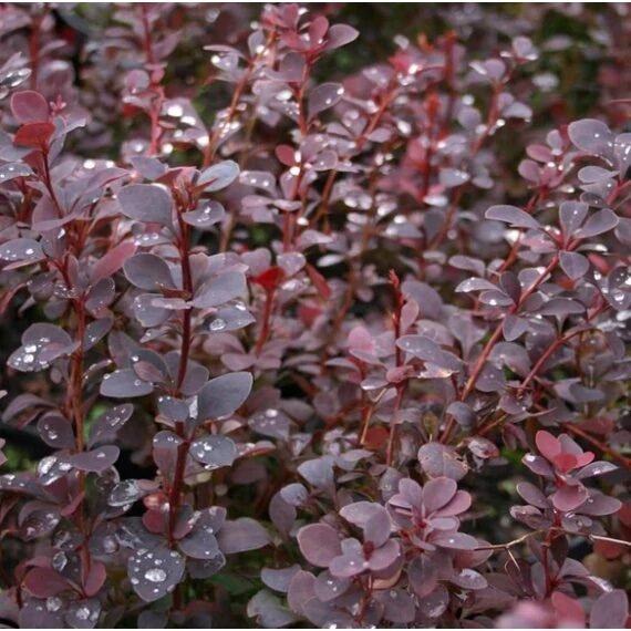 Barna levelű borbolya (Berberis thunbergii 'Chocolate Summer')