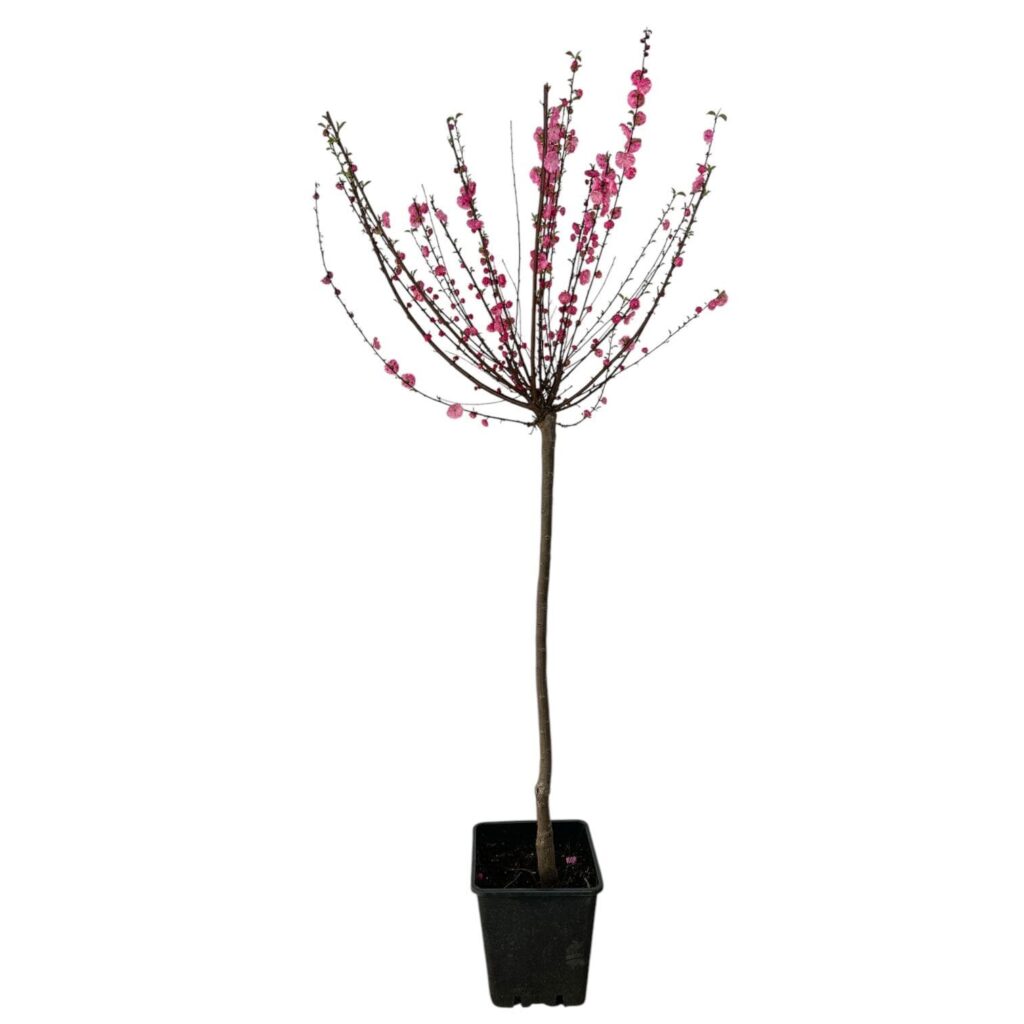 Bazsarózsafa (Prunus triloba 'Multiplex')