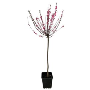 Bazsarózsafa (Prunus triloba 'Multiplex')