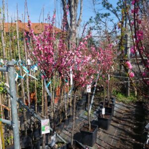 Bazsarózsafa (Prunus triloba 'Multiplex')