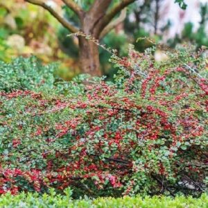 Bella madárbirs (Cotoneaster hibrid 'Bella')