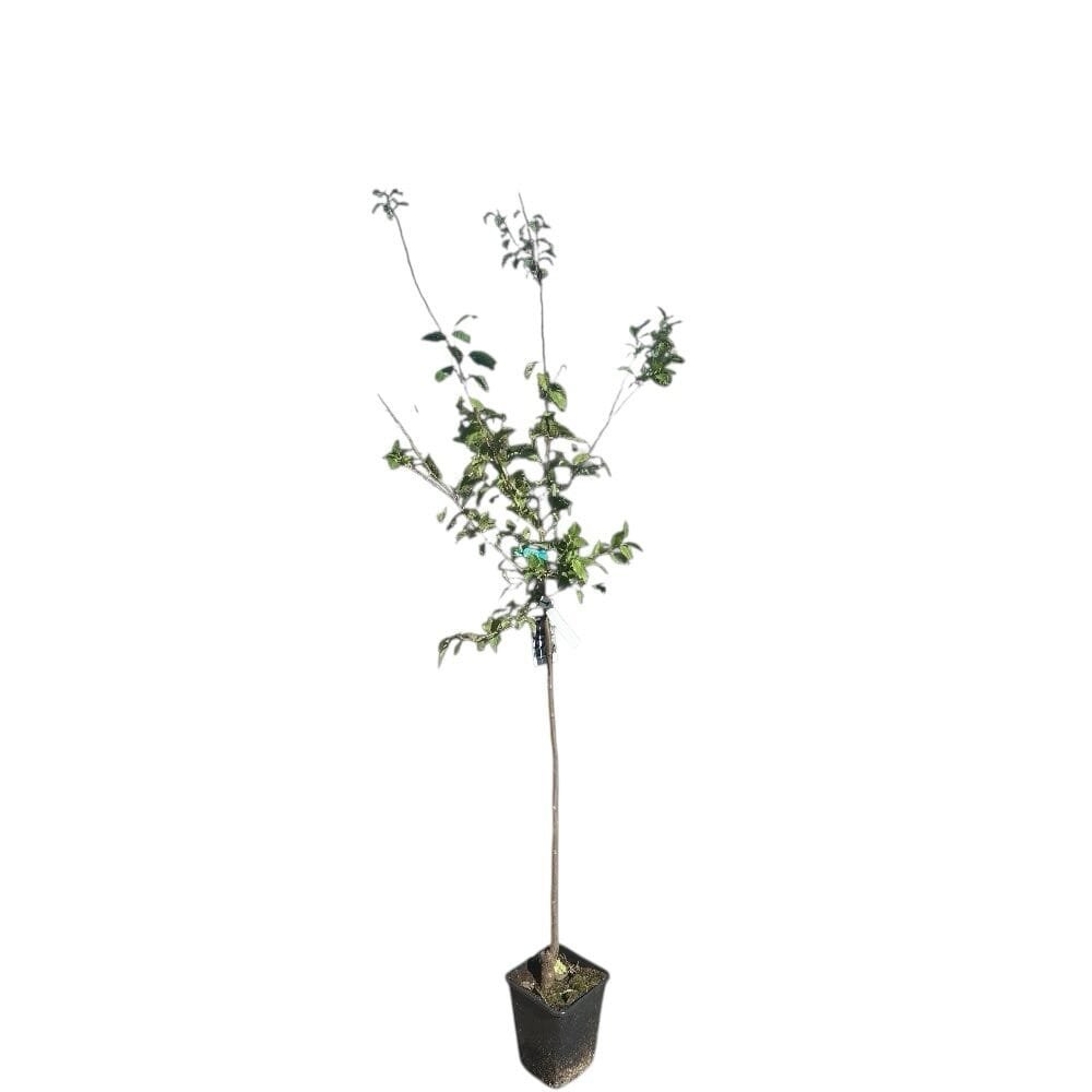 Besztercei szilva (Prunus domestica 'Besztercei')