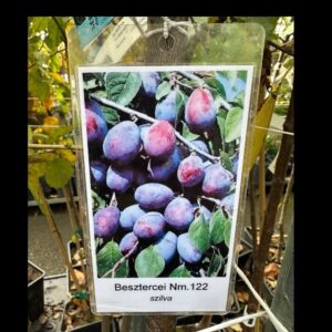 Besztercei szilva (Prunus domestica 'Besztercei')