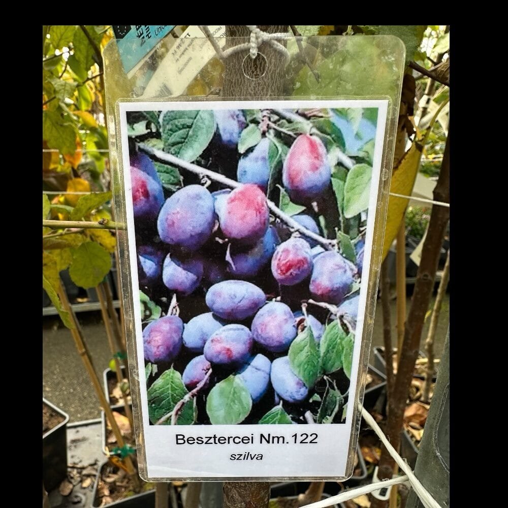Besztercei szilva (Prunus domestica 'Besztercei')