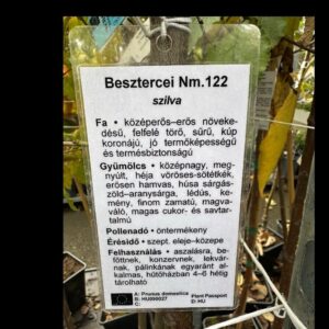 Besztercei szilva (Prunus domestica 'Besztercei')