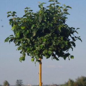 Bibircses nyír (Betula pendula 'Magical Globe')