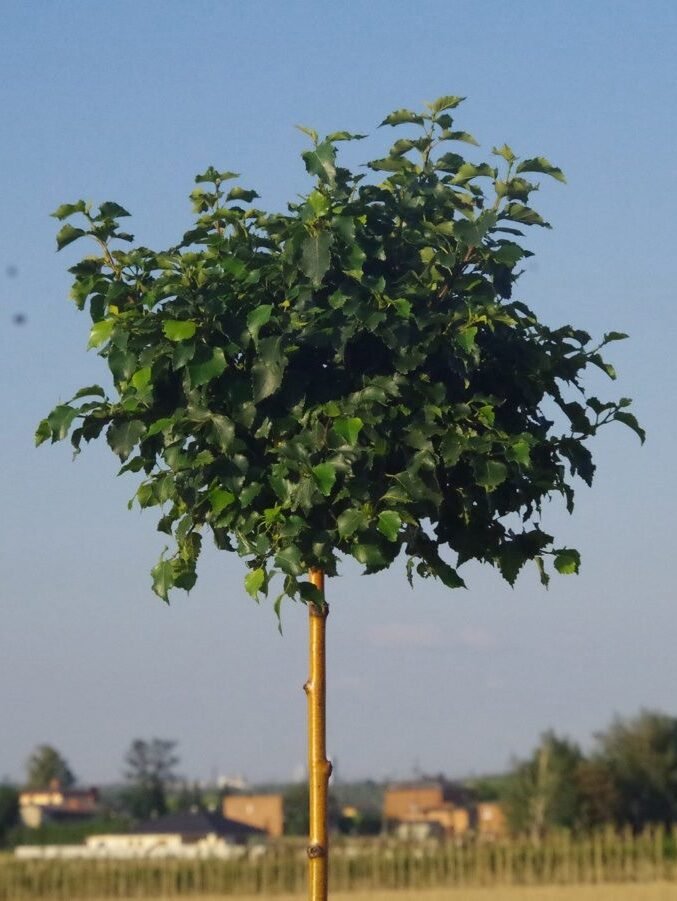 Bibircses nyír (Betula pendula 'Magical Globe')