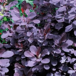 Bíbor cserszömörce (Cotinus coggygria 'Royal Purple')