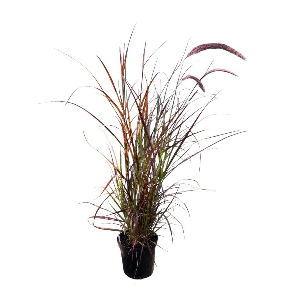 Bíbor díszperje (Pennisetum advena 'Rubrum')