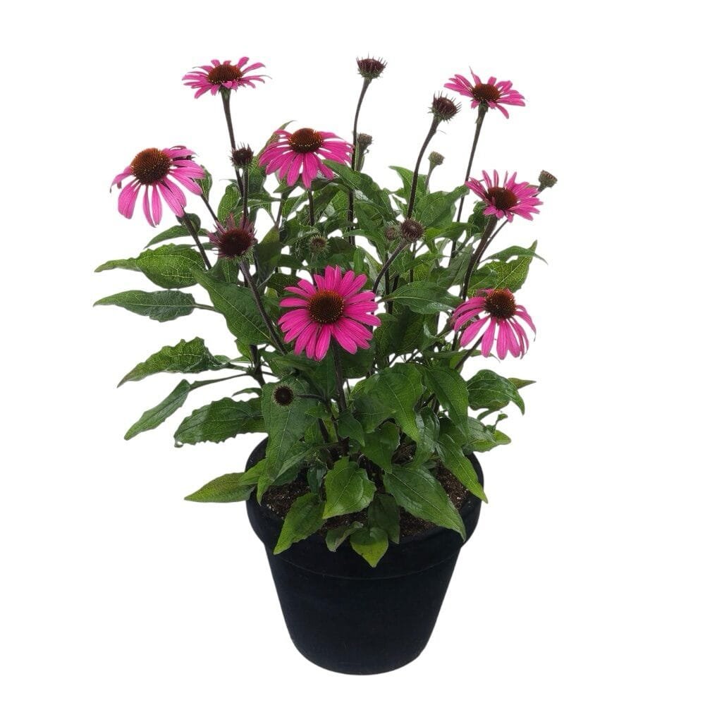 Bíbor kasvirág (Echinacea purpurea 'Magnus')