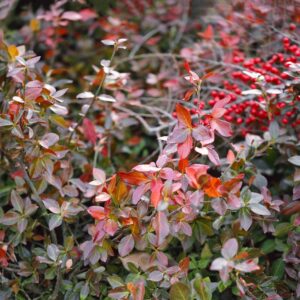 Bíbor kúszó kecskerágó (Euonymus fortunei 'Coloratus')