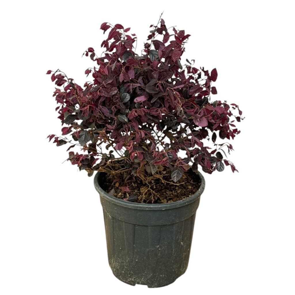 Bíbor rojtosvirág (Loropetalum chinensis 'Black Pearl')