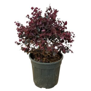 Bíbor rojtosvirág (Loropetalum chinensis 'Black Pearl')