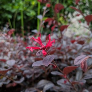 Bíbor rojtosvirág (Loropetalum chinensis 'Black Pearl')