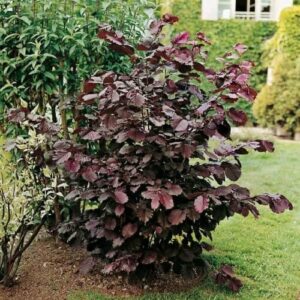 Bíborlevelű mogyoró (Corylus avellana 'Atropurpurea')